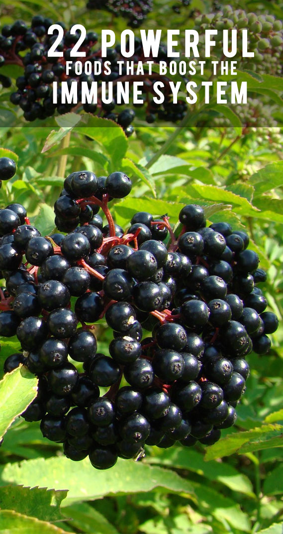 elderberry benefits, elderberry immune system, how to boost immune system naturally #immunuesystem #immunesystembooster drinks to boost immune system, immunity-boosting foods for adults, #immunesystemfoods herbs to boost immune system, foods that weaken immune system, foods that boost immune system for cancer patients, how to increase immunity home remedies, immunity boosting foods for kids