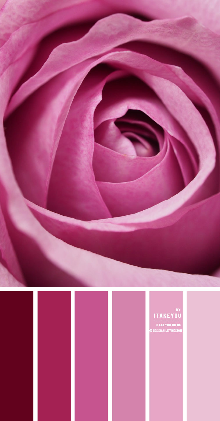 Shades of Pink Colour Combination  #Colour Palette 58
