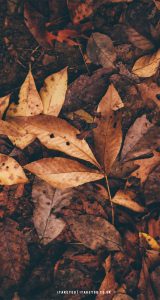 10 Aesthetic Brown Wallpapers : Brown leaves I Take You | Wedding ...