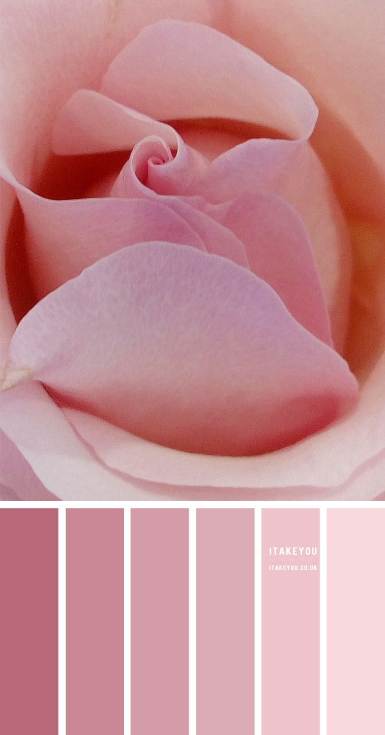 Pink Rose Colour Scheme, Shades of pink colour palette