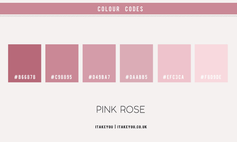 pink rose, pink rose color hex, pink rose color combination, pink rose color combos, pink rose color palette