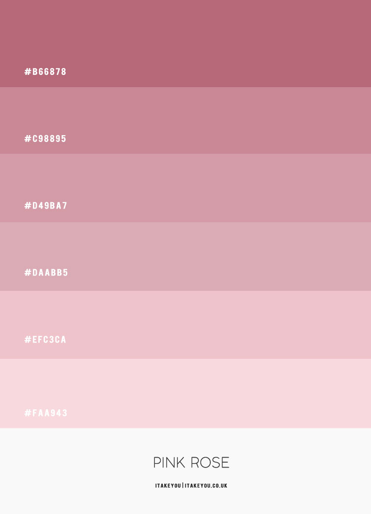 Pink Rose Colour Scheme, Shades of pink colour palette