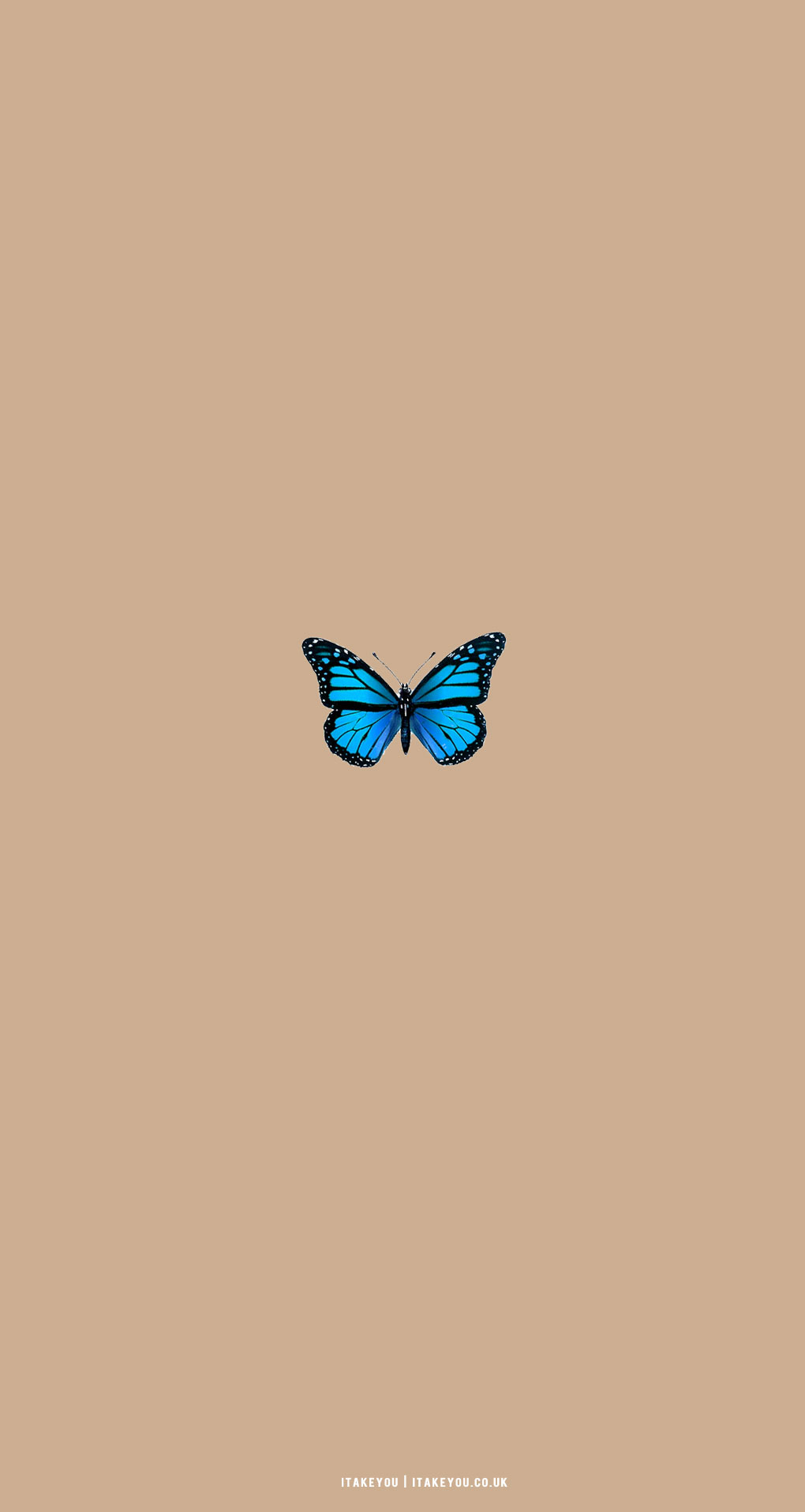 34 Cute Aesthetic Butterfly Wallpapers  WallpaperSafari