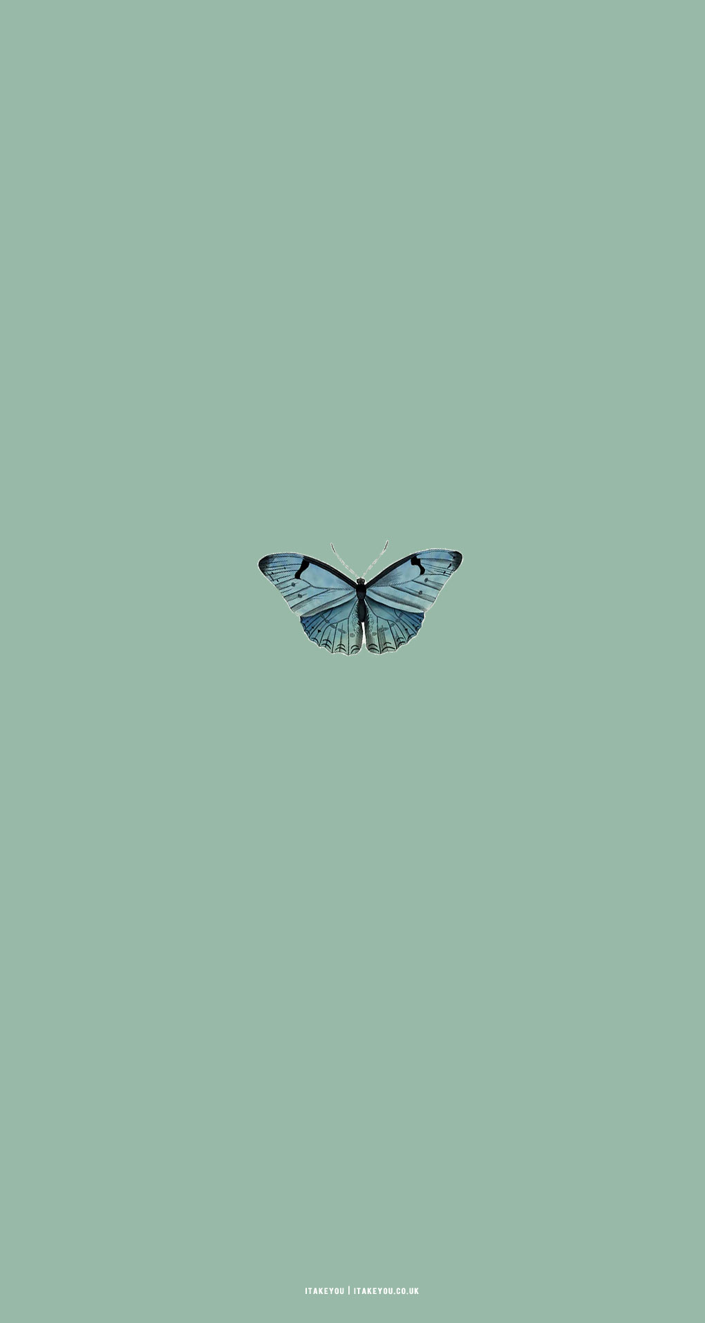 15 Sage Green Minimalist Wallpapers for Phone : A Butterfly