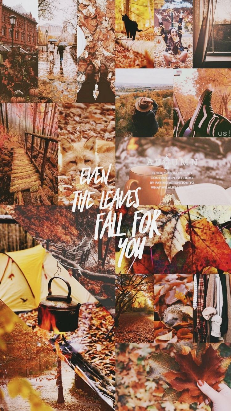25 Autumn Collage Aesthetic Wallpapers : Even The Leaves Fall For You